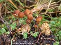 Marasmius anomalus-amf2082